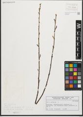 Foto von Salix purpurea L.
